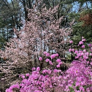 Meet your Posher, Maya